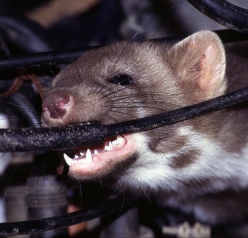 kuna udělá v autě paseku